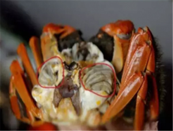 關注健康，防治食源性寄生蟲感染